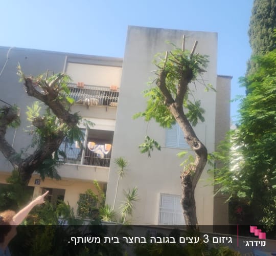 עצים גזומים עם ענפים קצוצים בחצר בניין